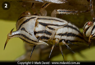 Lantana Treehopper