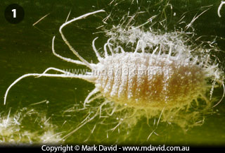 Mealy Bug