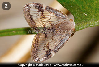 Passion Vine Hopper