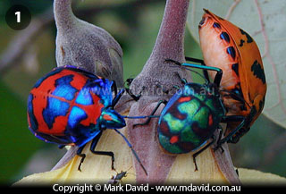 Harlequin Bugs