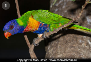 Rainbow Lorikeet