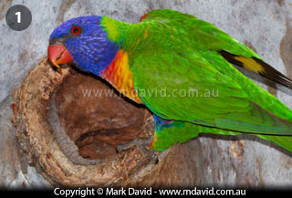 Rainbow Lorikeet