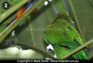 Rainbow Lorikeet