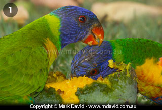 Rainbow Lorikeet