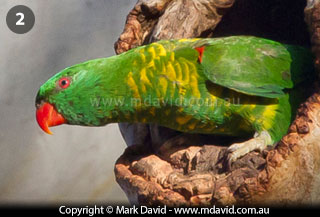 Scaly-breasted Lorikeet