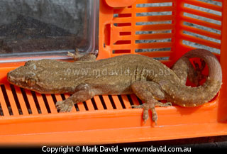 Asian House Gecko