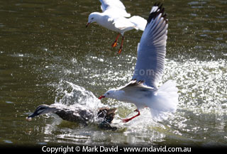 Duck being chased by a Seagull
