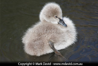 Black Swan cygnet