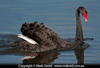 Black Swan