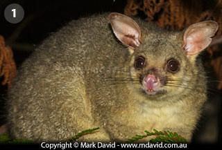 Brushtail Possum