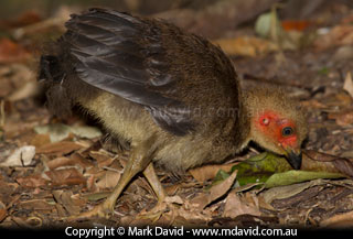 Brush Turkey chick