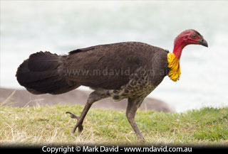 Brush Turkey