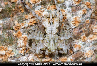 spider