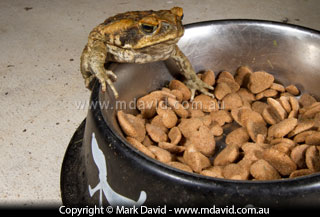 Cane Toad and dog food
