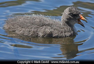 Eurasian Coot chick