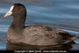 Eurasian Coot