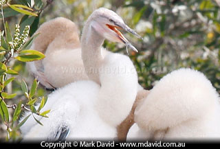 Darter chick