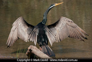 Darter