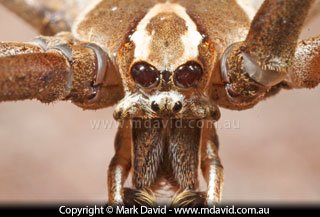Deinopis spider