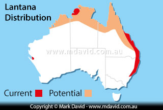 Distribution of Lantana
