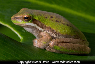 Eastern Dwarf Tree Frog