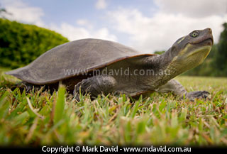 Freshwater turtle