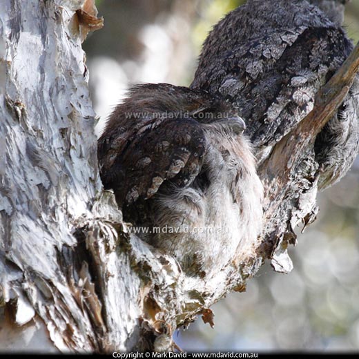 Tawny Frogmouths