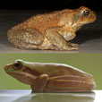 Cane Toad Tree Frog