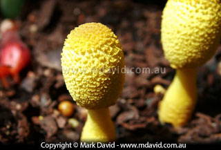 mushrooms