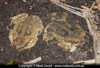Cane Toads in a garden bed