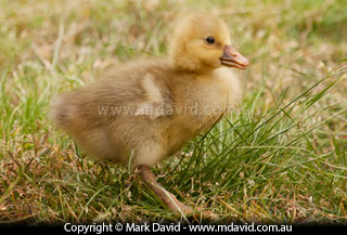 Gosling