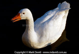 Goose