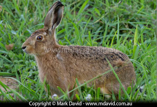 Hare