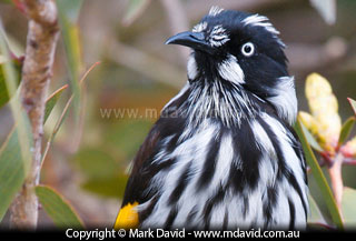 New Holland Honeyeater
