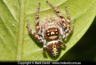 jumping spider