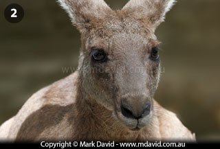 Kangaroo