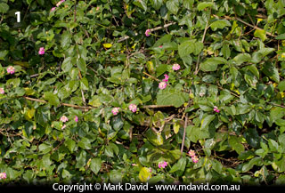 Lantana