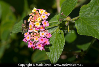 Lantana
