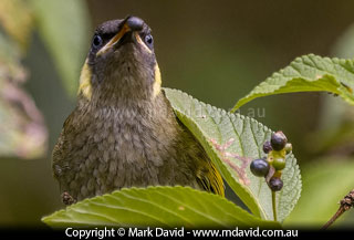 Lewins Honeyeater eating Lantana berries