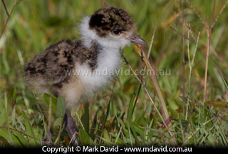 Masked Lapwing chick