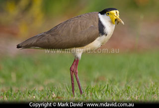 Masked Lapwing