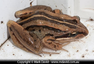 Striped Marsh Frog