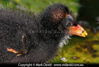Dusky Moorhen chick