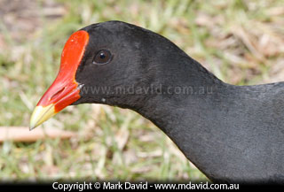 Dusky Moorhen