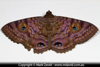 moth