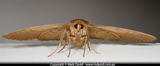 moth