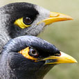 Noisy Miner and Indian Myna