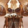Deinopis spider