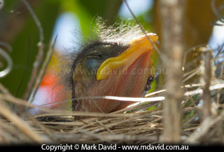 Noisy Miner chick