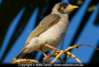 Noisy Miner